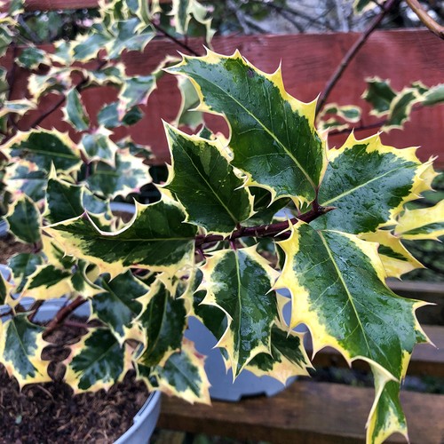 Ilex madame briot - ilex,