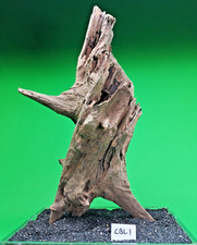 Large Corbo Root CBL1 CAVE