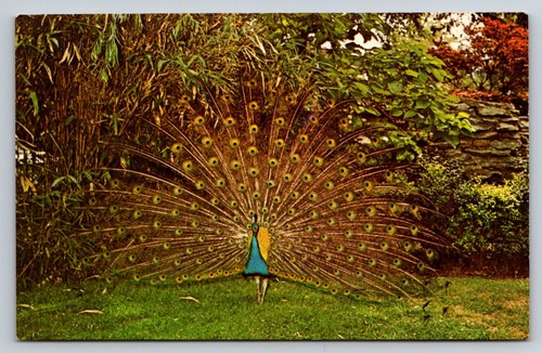 Vtg benson wild animal park - animal,