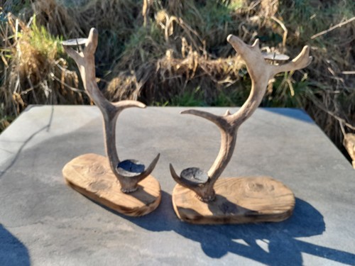 Pair fallow deer - of,