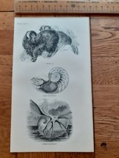 Victorian bookplate Musk Ox