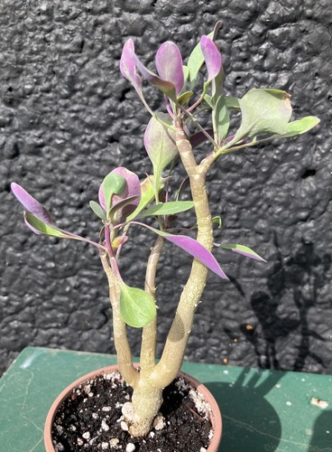 Othonna triplinervia caudex - othonna,