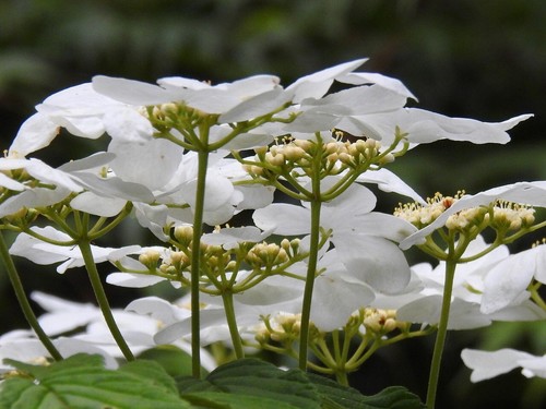 Viburnum plicatum mariseii - plicatum,