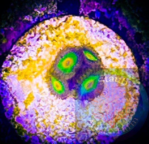 Saf wysiwyg rasta - “wysiwyg”,