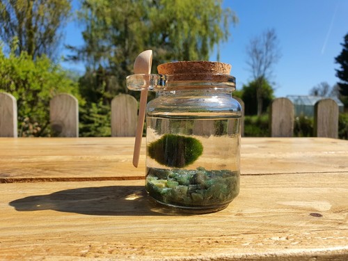 Marimo moss ball - &, agate