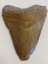 Megalodon shark tooth fossil - megalodon,