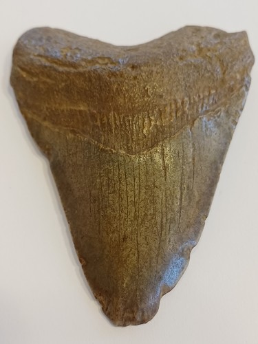 Megalodon shark tooth fossil - megalodon,