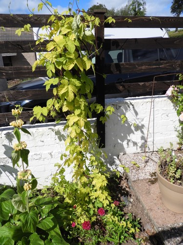 Golden hop plant humulus - golden, plant,