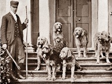 OTTERHOUND CHARMING DOG