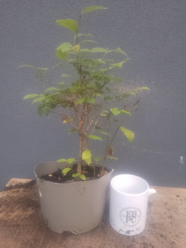 Elm bonsai tree yamadori - tree,