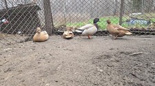 6+ fertile call duck hatching