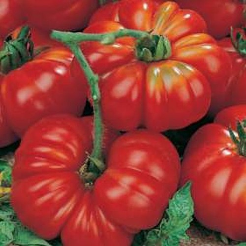 Tomato marmande superprecoce - marmande,