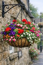 Garden Ready Bedding Plants