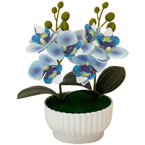 Phalaenopsis orchid - phalaenopsis,