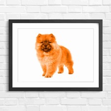 Fluffy Chow Chow Puppy