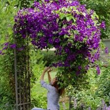 Clematis Viticella ’Polish