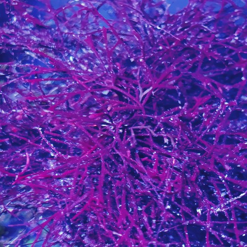 Marine macroalgae for - macroalgae, refugium