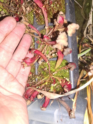 Sarracenia cold hardy - sarracenia,,