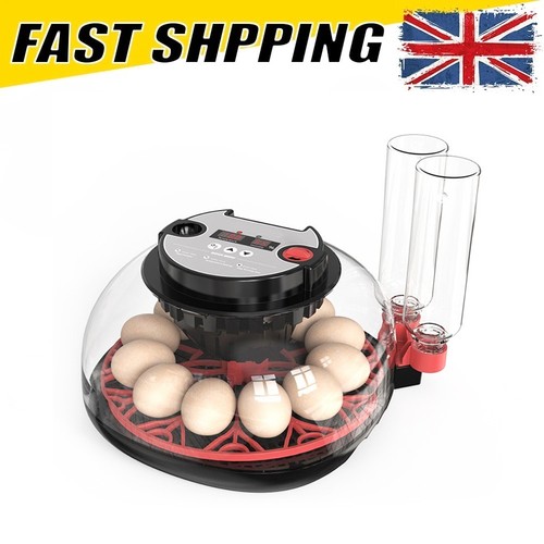 Eggs automatic egg - eggs,