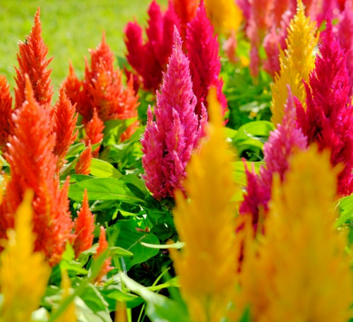 200x dwarf celosia glitters - 200x,