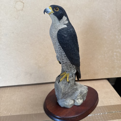 Wildtrack peregrine falcon - wildtrack,