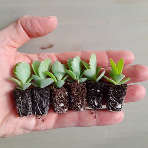Kalanchoe laetivirens - 6,