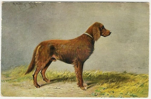 Dogs brown german longhaired - dogs,,