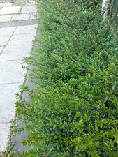 15 x Lonicera Nitida Hedging