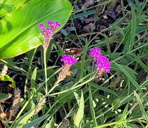 Verbena rigida slender vervain - verbena,