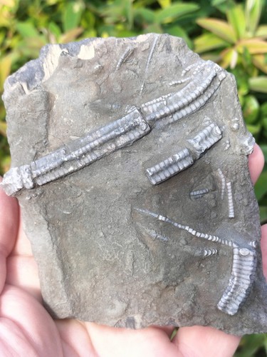 Crinoid wood fossil whitby - crinoid, +