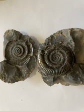 Dactylioceras ammonite fossil - ammonite,