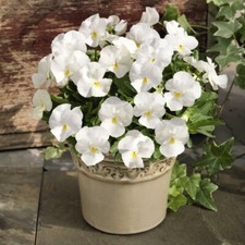 50 UK Giant White Pansy Seeds