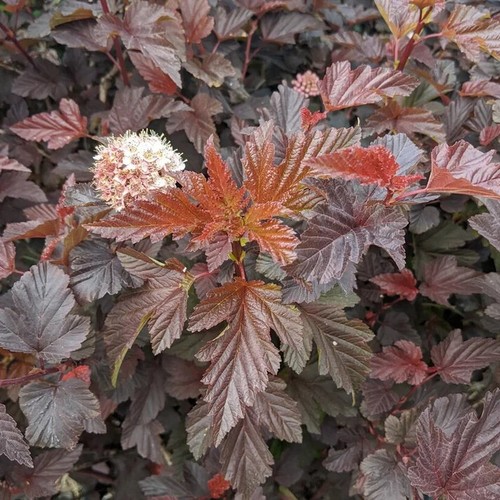 Physocarpus brown sugar - physocarpus,