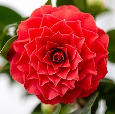 Camellia Black Lace 2 | Litre