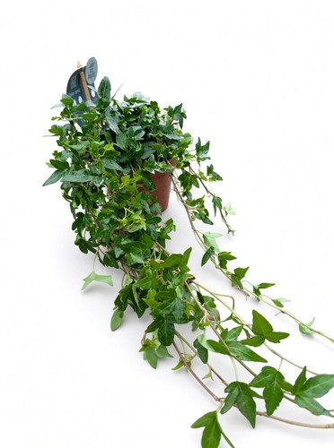 Hedera helix evergreen - hedera, 'evergreen'