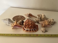 Collection Of Shells For Decoration Or Hermit Crabs
