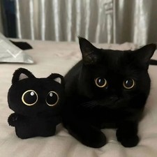 Black Cat Plush Toy 10cm
