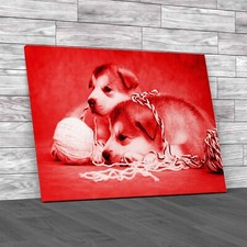 Cute Malamute Puppies Rest