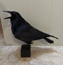 🎃 Taxidermy CROW Not raven man cave gothic skull curiosity Tattoo Halloween Art