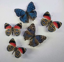 Real Butterfly Collection x 5