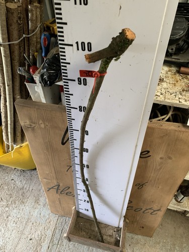 Blackthorn shank walking stick - blackthorn,