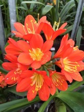 5x Clivia Miniata ORANGE