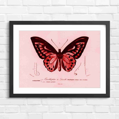 Ornithoptera butterfly - ornithoptera,