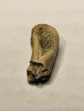 Rare Raptor Toe Digit Bone
