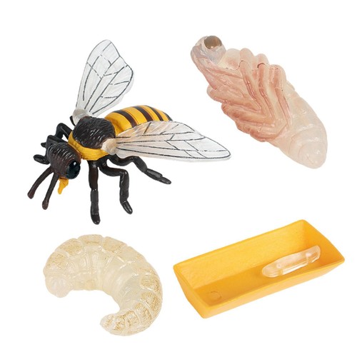 Kids bee life cycle action - bee,