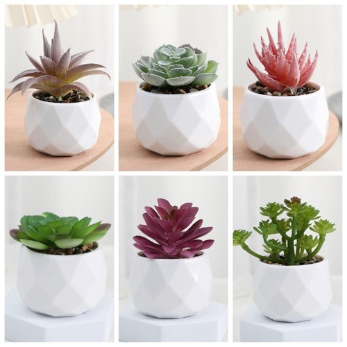 Cactus artificial succulent - artificial,