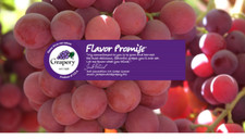 GRAPE SEEDS 10 X GIANT RED