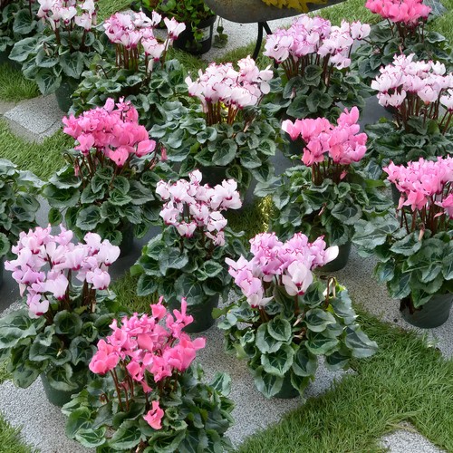 Cyclamen victoria mixed - cyclamen,