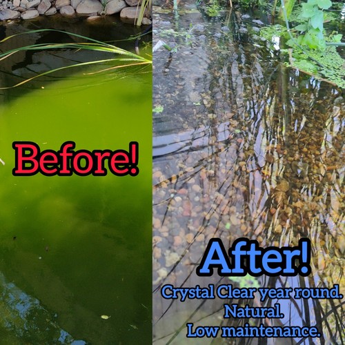 Live pond water - oz, starter