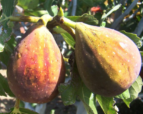 Ficus carica brunswick - carica,